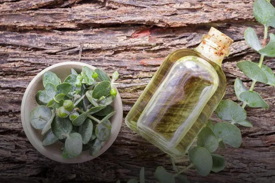 Aceite de oregano para la cara: el secreto natural que rejuvenece tu piel 1 Aceite de oregano para la cara: el secreto natural que rejuvenece tu piel