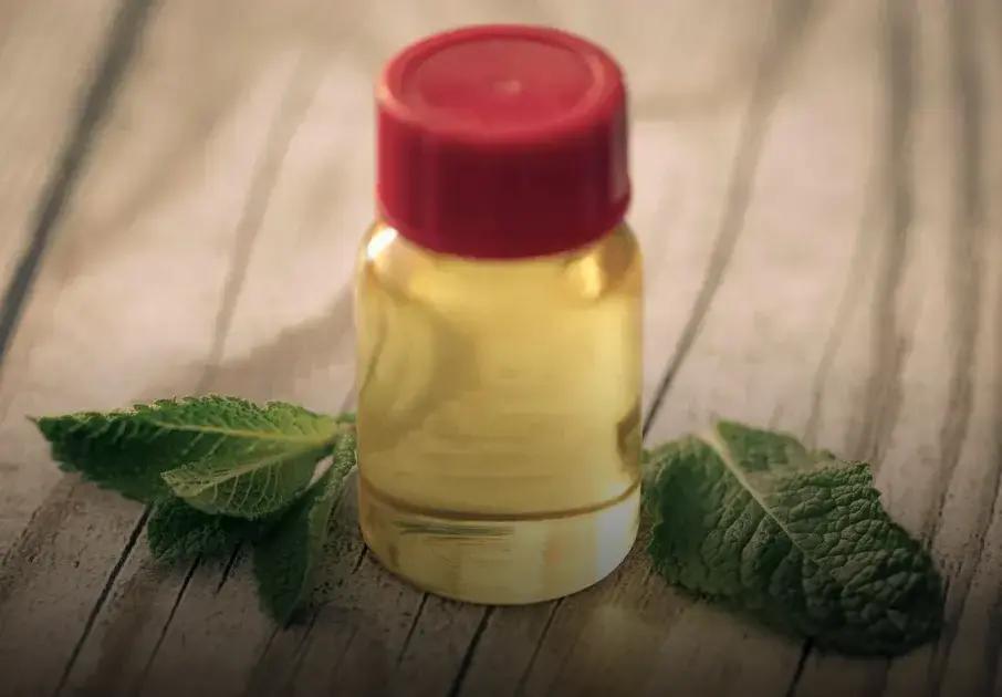 Cómo se toma el aceite de orégano: secretos para aprovechar sus beneficios 1 Cómo se toma el aceite de orégano: secretos para aprovechar sus beneficios