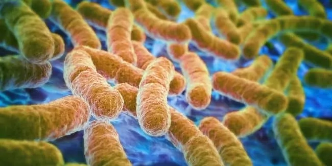 Las emociones Humanas Son Afectadas por Las Bacterias del Intestino, Según el Estudio