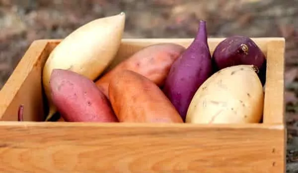 El Dulce de Batata Blanca o Púrpura – ¿Cuál es Mejor?
