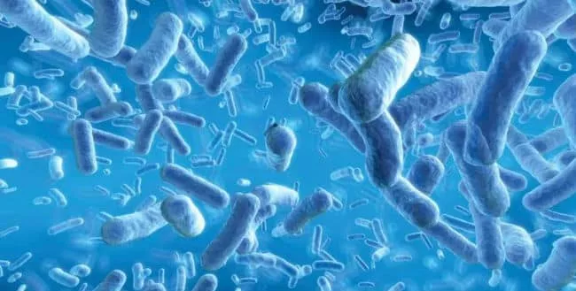 Bifidobacteria - El que es y para que sirve?