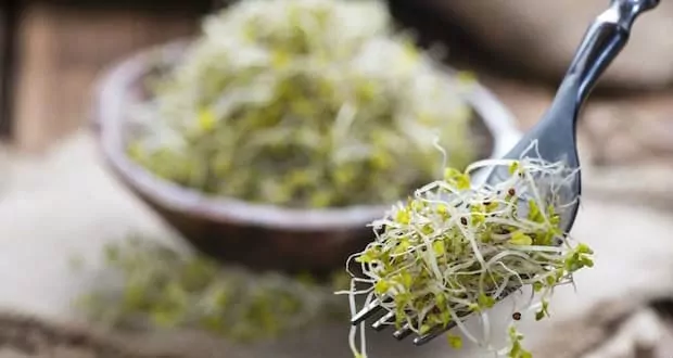 5 Recetas de Brote de Brócoli – Beneficios y Cómo Hacer