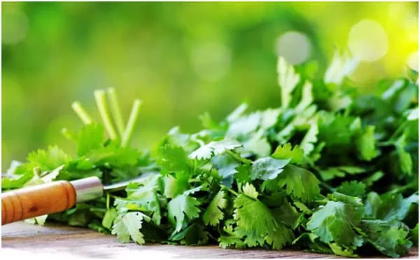 18 Beneficios del cilantro para que sirve y propiedades
