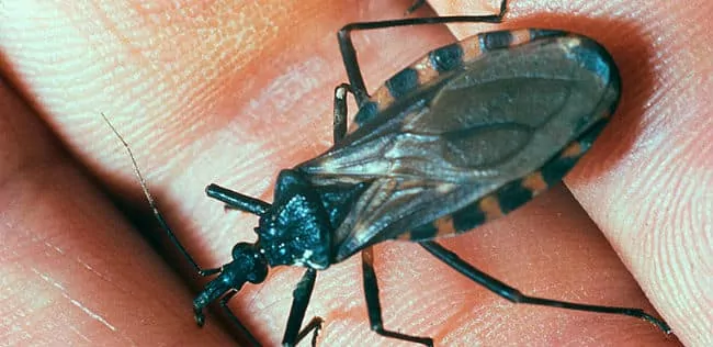 La enfermedad de Chagas Tiene Cura? Síntomas, El Que es, el Tratamiento y la Transmisión