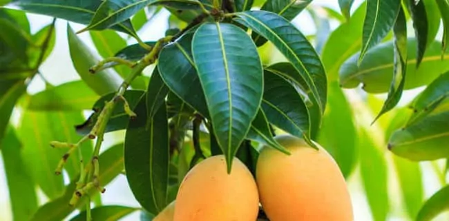 ¿Té de hojas de mango para bajar de peso? Para qué sirve, beneficios y cómo hacerlo