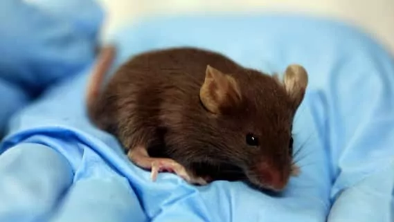 La nueva Técnica Probada en Ratas, la Curación y el 96% de los Casos de Cáncer