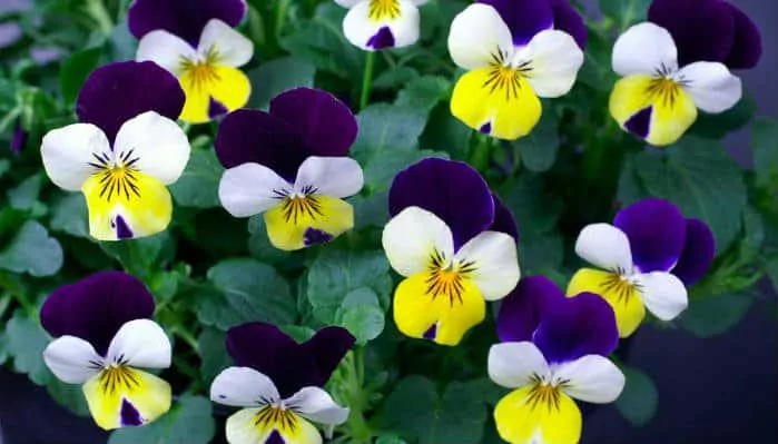 Viola tricolor, Para que sirve, sus beneficios y propiedades
